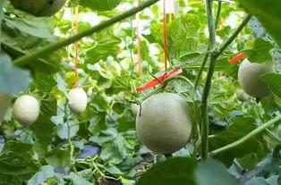 怀孕网纹瓜可以吃吗,网纹瓜的安全性解析