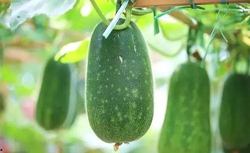 什么瓜吃不掉,揭秘“什么瓜吃不掉”背后的神秘故事