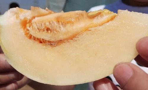 白玉瓜怎样吃最佳,解锁最佳食用之道