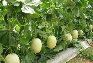 翔瓜怎么吃,探索美味新境界