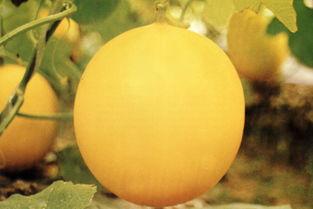 吃瓜事件河北,揭秘背后真相与网络舆论风暴