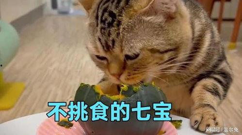可爱猫猫陪吃瓜,共享瓜趣时光