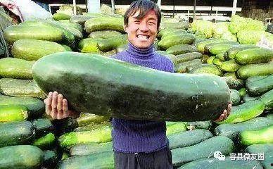 不爱吃瓜的吃瓜,揭秘不爱吃瓜的吃瓜达人