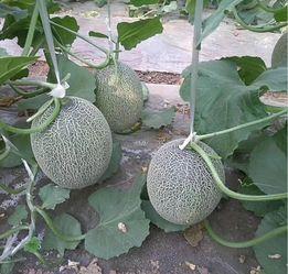 日本番号 吃哈密瓜,日本风情下的哈密瓜盛宴