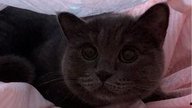 带你吃瓜解说猫咪,带你吃瓜解密喵星人的味蕾世界