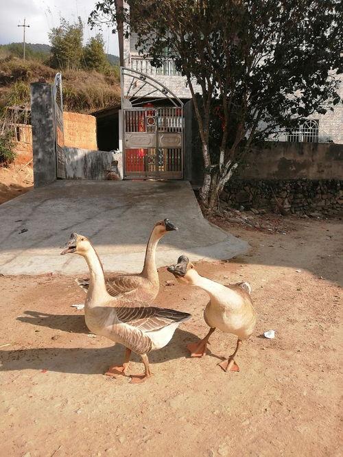 鹅脖子瓜怎么吃,解锁美味新体验