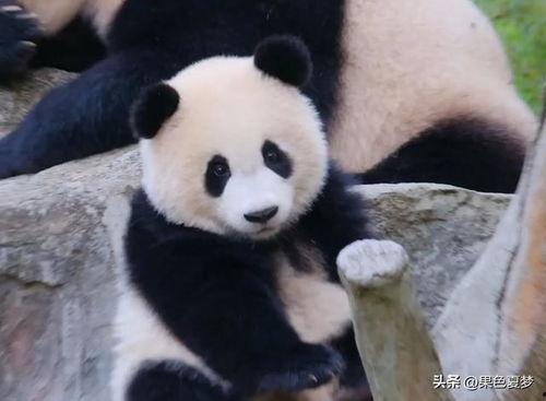 潘旺带崽吃瓜,温馨亲子时光