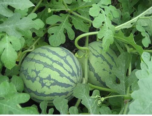 我吃瓜了吃的什么瓜,我吃瓜了，那些你不知道的幕后故事