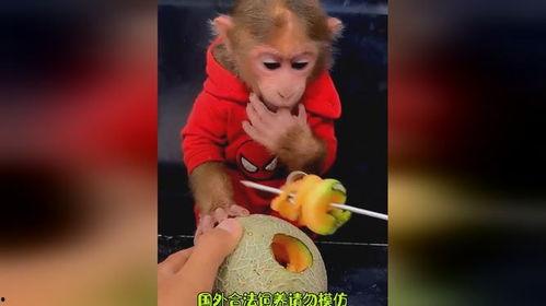 动物们吃哈密瓜,动物们的哈密瓜美食之旅