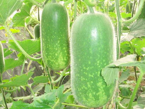 永年吃瓜新闻视频大全,盘点那些引人入胜的短视频集锦