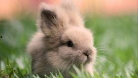 吃瓜兔子流泪,吃瓜兔子情感之旅