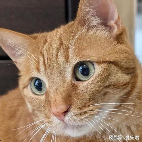 小猫吃瓜可爱头像,小猫吃瓜可爱头像，萌化你的每一天